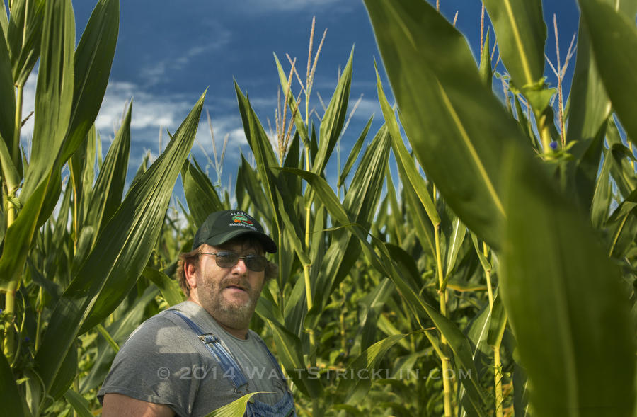 Dwight Hamm in one of his sweet corn fields He said, "Who knows what the future holds, but I'll farm until I'm broke."