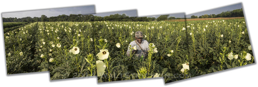 Al Hooks hand picking okra on his farm in Shorter, Alabama.