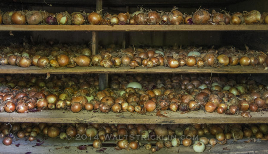 Onion waiting to be bagged on the Hamm Farm in Cullman county Alabama.