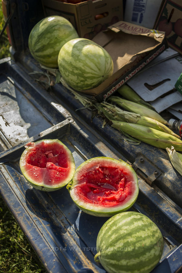 Seedless watermelon on the Hamm Farm in Cullman county Alabama
