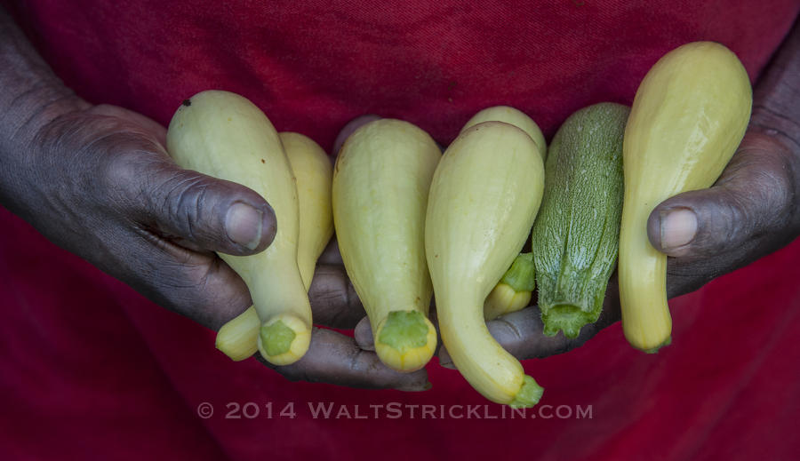 Al Hooks holds a double handful of fresh squash from his farm in Shorter, Alabama