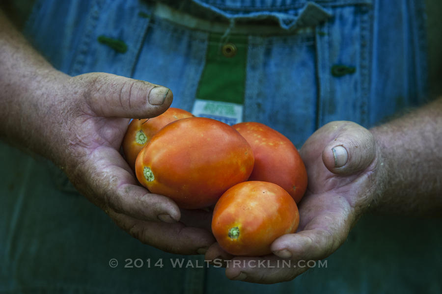 Dwight Hamm shows off vine fresh roma tomatoes from his farm in Cullman county Alabama