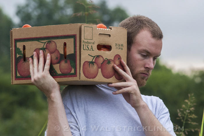 Will Upchurch carries a freshly picked box of tomatoes on the Hamm Farm in Cullman County, Alabama.